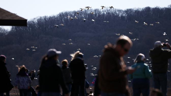 Orang-orang mengamati angsa salju di Kawasan Pengelolaan Satwa Liar Middle Creek, Lancaster County, Pennsylvania, Amerika Serikat, Sabtu (22/2/2020). Ribuan pengamat burung memenuhi Kawasan Pengelolaan Satwa Liar Middle Creek untuk menyaksikan migrasi angsa salju. (Xinhua/Qin Lang)