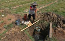 FOTO: Bekasi Mengering, Petani Menjerit Harus Gali Sumur Sedalam Dua Meter