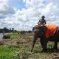 Gajah Sumatra yang sudah dilatih di Balai Konservasi Gajah di Kabupaten OKI Sumsel (Liputan6.com / Nefri Inge)