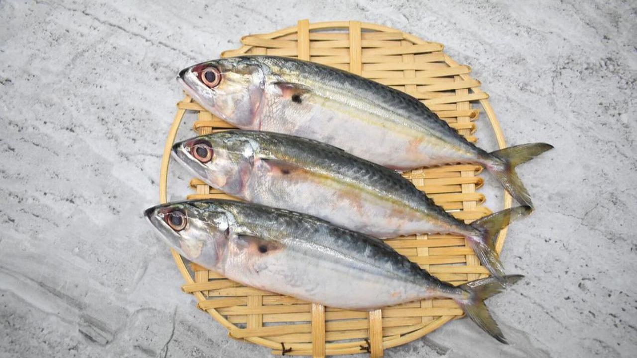<b>9. Ikan Kembung</b>