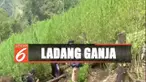 Petugas pun langsung memusnahkan 60 ribu tanaman ganja yang sudah siap panen ini dengan cara dibakar.