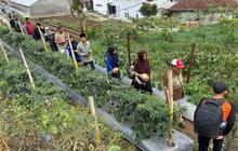 Fakta Unik: 160 Petani Jabar Ikuti Pelatihan, Kemenko PM Dorong Petani Go Digital Perkuat Rantai Pasok