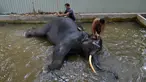 Pawang mencuci seekor gajah di Kolombo (9/8). Sri Lanka pada tanggal 8 Agustus mengumumkan rencana untuk secara substansial memperpanjang pagar listrik setelah gajah liar menewaskan 375 orang dalam lima tahun terakhir. (AFP Photo/Lakruwan Wanniarachchi)