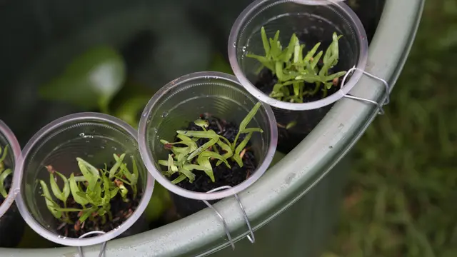 Mengenal Budikdamber, Bisa Berkebun dan Budidaya Ikan Sekaligus dalam Ember