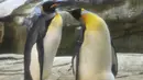 Seekor Penguin raja jantan, Skipper (kanan) dan pasangan sejenisnya, Ping terlihat dalam kandang mereka di Kebun Binatang Berlin, Jerman, Kamis (15/8/2019). Sepasang penguin sesama jenis itu disebut-sebut pernah mencoba menetaskan ikan dan batu. (Tobias SCHWARZ/AFP)