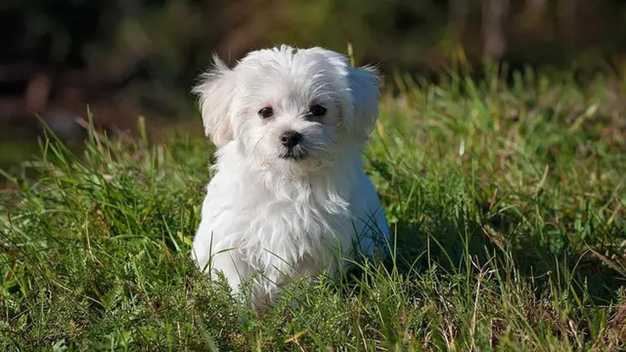 Cerita Miris, Induk Anjing Bawa Anaknya yang Sakit ke Klinik Kesehatan di Turki