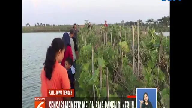 Ngabuburit Sambil Memetik Melon Segar Siap Panen di Pati Jateng