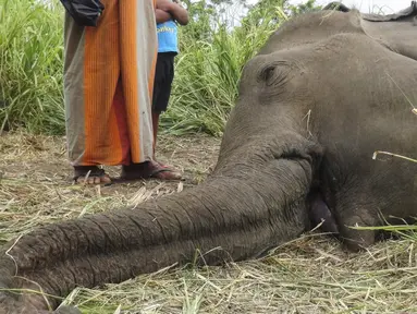 Mayat Gajah terlihat terbaring di ladang dekat desa Sigiriya, sekitar 177 km utara ibukota Kolombo (27/9/2019). Empat gajah ditemukan tewas pada 27 September di Sri Lanka tengah, dengan polisi mencurigai binatang tersebut diracun penduduk desa yang marah. (AFP/STR)