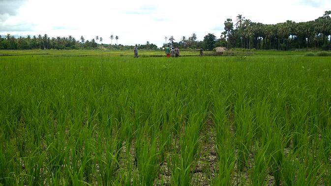 Sektor Pertanian Ri Kalah Dari Thailand Dan Vietnam Kenapa Bisnis Liputan6 Com