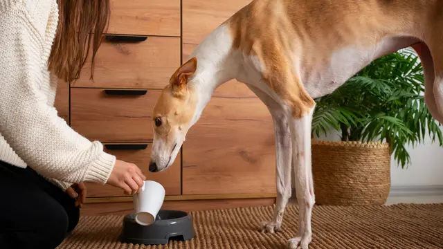 Dog Eating