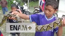 Ular Phyton yang kerap memangsa ternak warga, kembali ditangkap di kawasan desa Bektiharjo, Tuban, Jawa Timur. Saat ditangkap ular tersebut masih terlihat ganas.