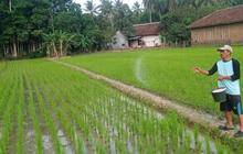 Kabar Baik Petani: Persediaan Pupuk Lebak Aman Hingga Akhir 2026