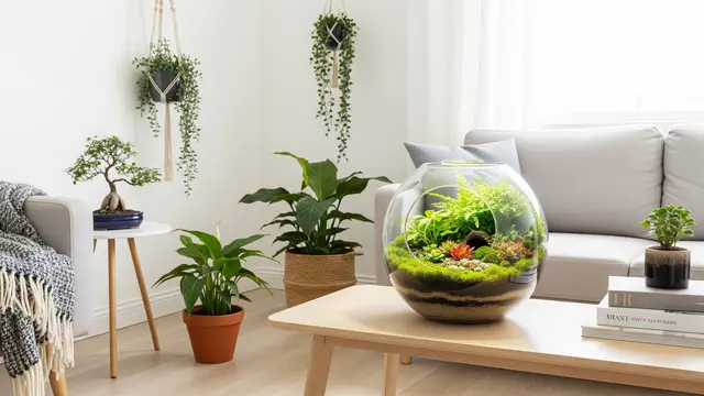 Ide Kebun Mini Indoor Aesthetic