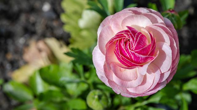 Ranunculus