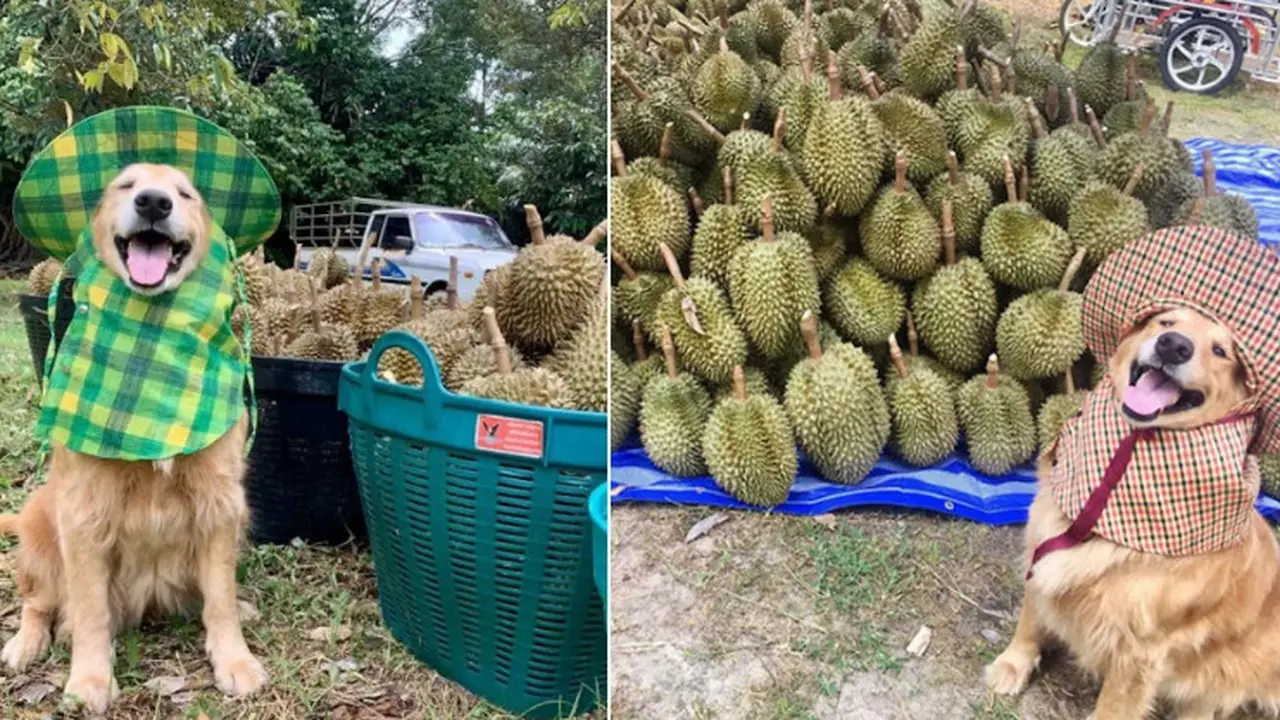 Anjing Menggemaskan Ini Suka Bantu Tuannya Memanen Durian