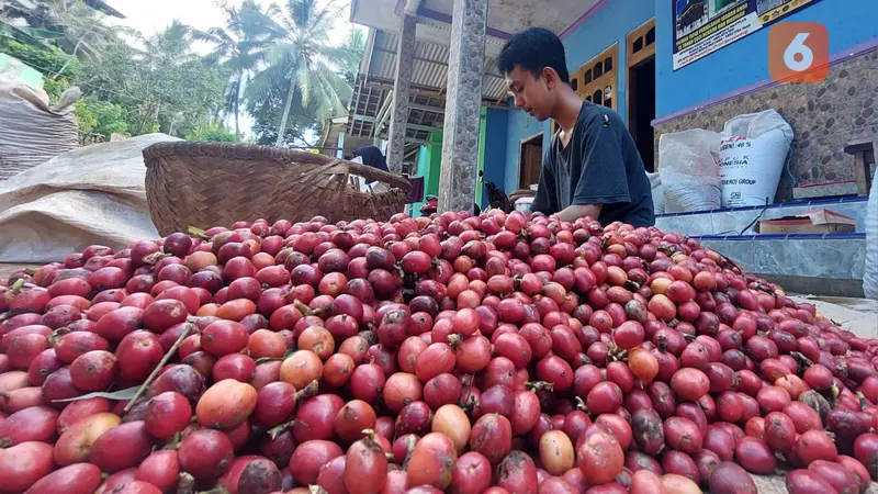 Petani kopi sedang menyortir dan membersihkan ceri kopi yang baru dipetik (Hermawan Arifianto/Liputan6.com)