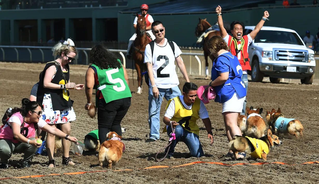Anjing-anjing Corgi melewati garis finis saat berlomba dalam kejuaraan "Corgi Nationals" California Selatan di Arena Balap Santa Anita di Arcadia pada 26 Mei 2019. Ratusan anjing corgi yang mengikuti kejuaraan ini memperebutkan gelar anjing tercepat. (Photo by Mark RALSTON / AFP)