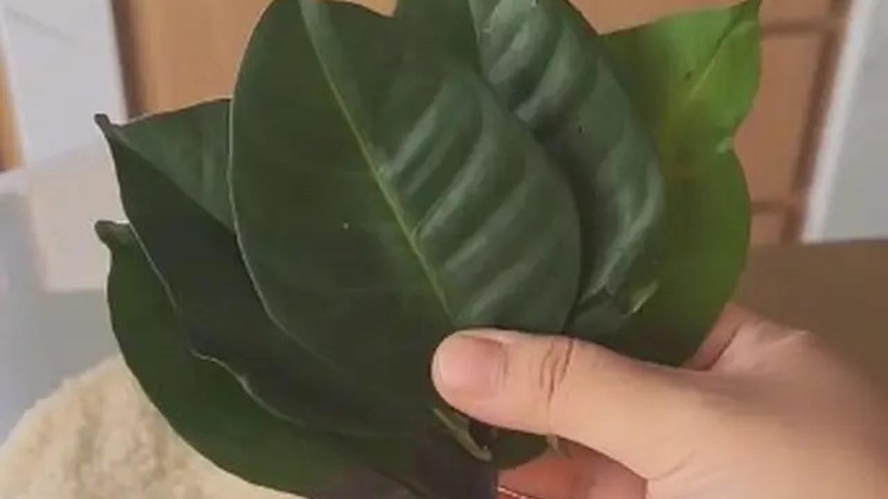 Cara Menyimpan Daun Jeruk Agar Tetap Awet dan Segar Hingga 3 Bulan