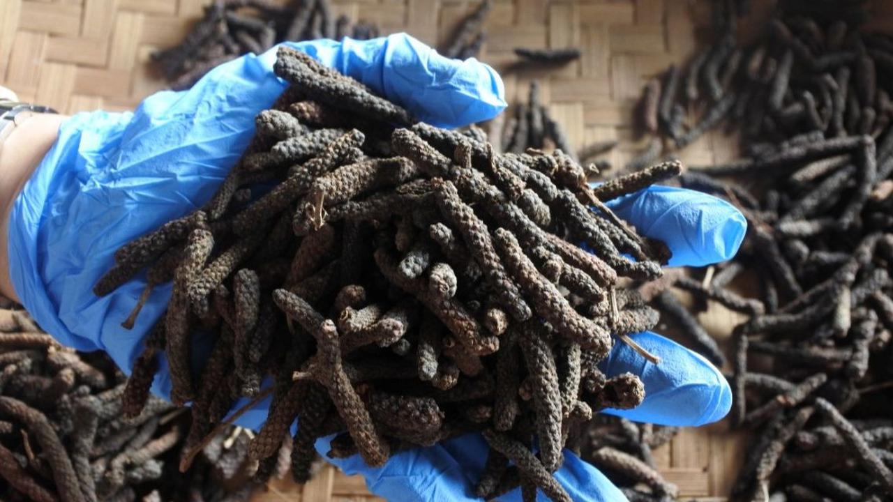 Jamu Cabe Puyang: Sensasi Pedas untuk Asam Urat dan Darah Tinggi