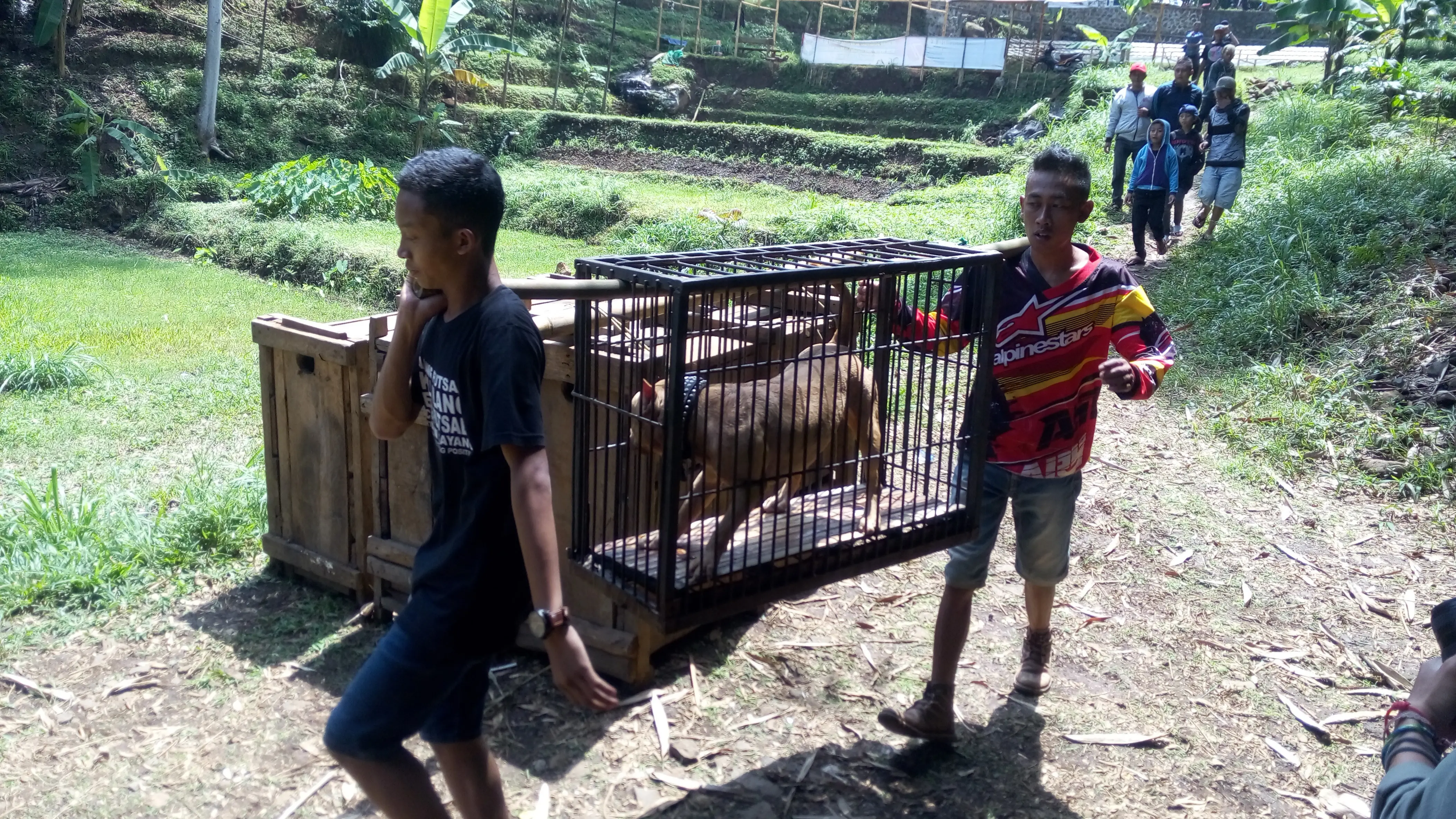 Setiap pagi di akhir pekan, sejumlah orang selalu ikut pentas Ngadu Dugong untuk melatih anjing pemburu agar tak gentar hadapi babi hutan. (Liputan6.com/Huyogo Simbolon).