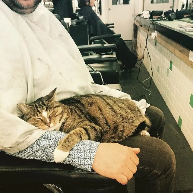 5 Potret Kocak Kucing Bila Kerja di Salon dan Spa Ini Menggemaskan