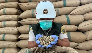 Tembus Pasar China hingga Italia, UMKM Kopi Lampung Genjot Hilirisasi