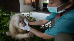Penjaga memeriksa kondisi orangutan albino di sebuah pusat rehabilitasi di Nyaru Menteng, Kalimantan Tengah, Rabu (3/5). Orangutan ini akan menjadi simbol upaya penyelamatan spesies yang terancam punah. (AP/Indrayana/BOSF)