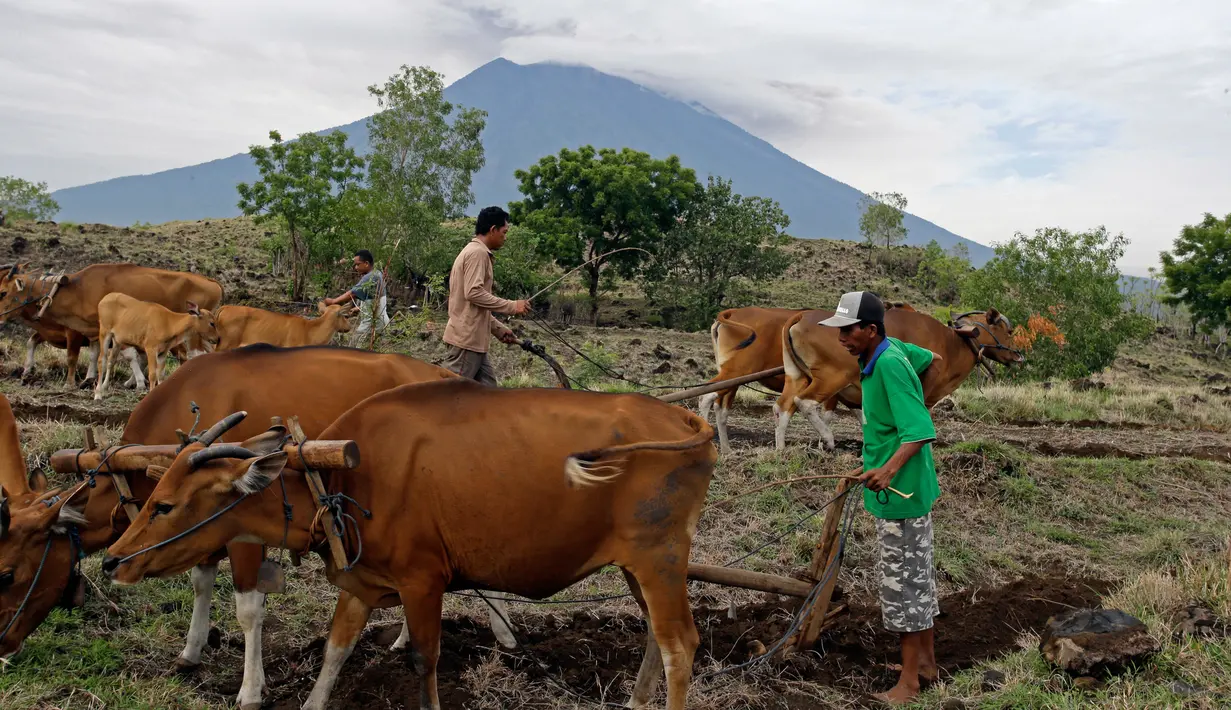 Warga membajak sawah menggunakan tenaga sapi dengan latar belakang Gunung Agung di Karangasem, Bali, Rabu (29/11). Meskipun Gunung Agung terus menunjukkan peningkatan aktivitas vulkanik, sebagian warga memilih tetap beraktivitas. (AP/Firdia Lisnawati)