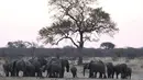 Sekelompok kawanan gajah berkumpul di lubang air di Taman Nasional Hwange, Zimbabwe (1/8/2015). Pemburu diduga telah menggunakan racun sianida untuk membunuh 23 gajah yang berada di taman tersebut. (REUTERS/Philimon Bulawayo)