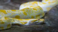 Ilustrasi foto ular piton (unsplash)