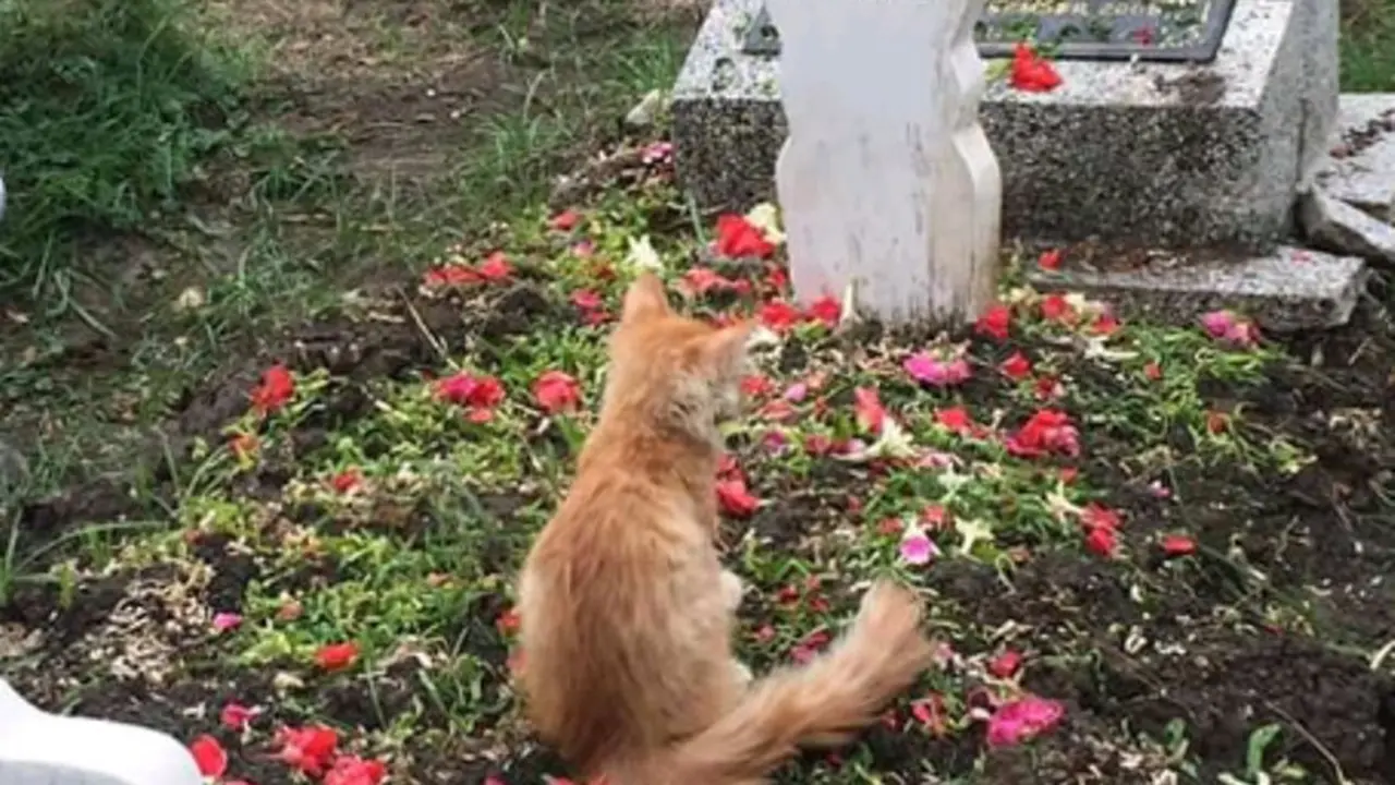 Haru, Kisah Kucing yang Bersedih Usai Pemiliknya Wafat