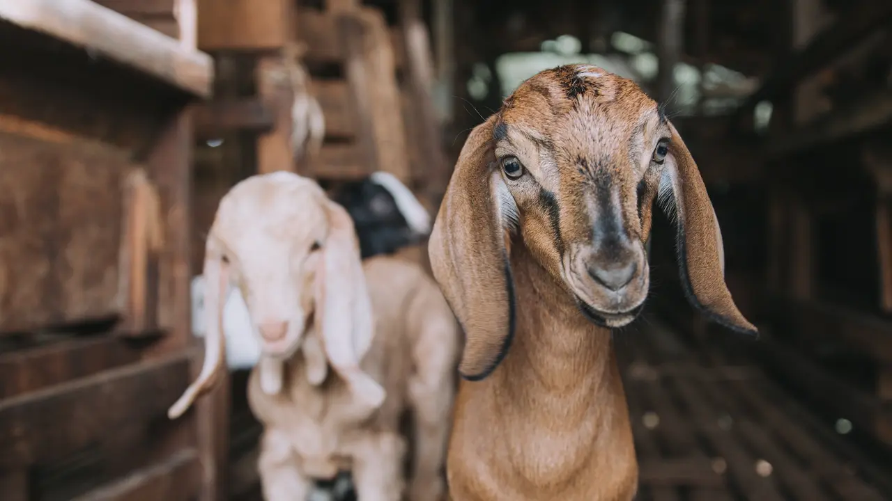 Kambing - Vania