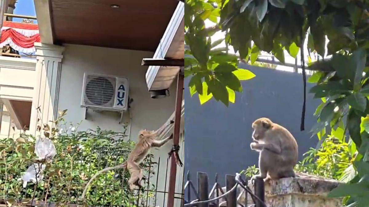 Puluhan Monyet Penghuni Hutan Kera Berkeliaran di Bandar Lampung