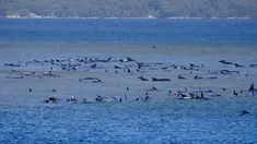 Kawanan paus pilot yang terdampar di perairan Pelabuhan Macquarie, dekat Strahan, Tasmania, Australia (21/09/2020). Sebanyak 90 paus telah mati dan operasi "menantang" sedang dilakukan untuk menyelamatkan 180 lainnya yang masih terdampar pada 22 September. (AFP/Handout/Ryan Bloomfield)