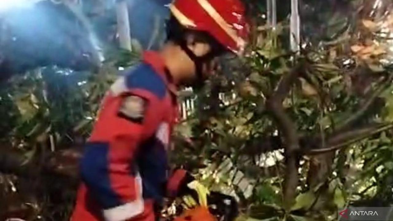Respons Cepat Damkar Jaktim dalam Evakuasi Pohon Tumbang di Ciracas