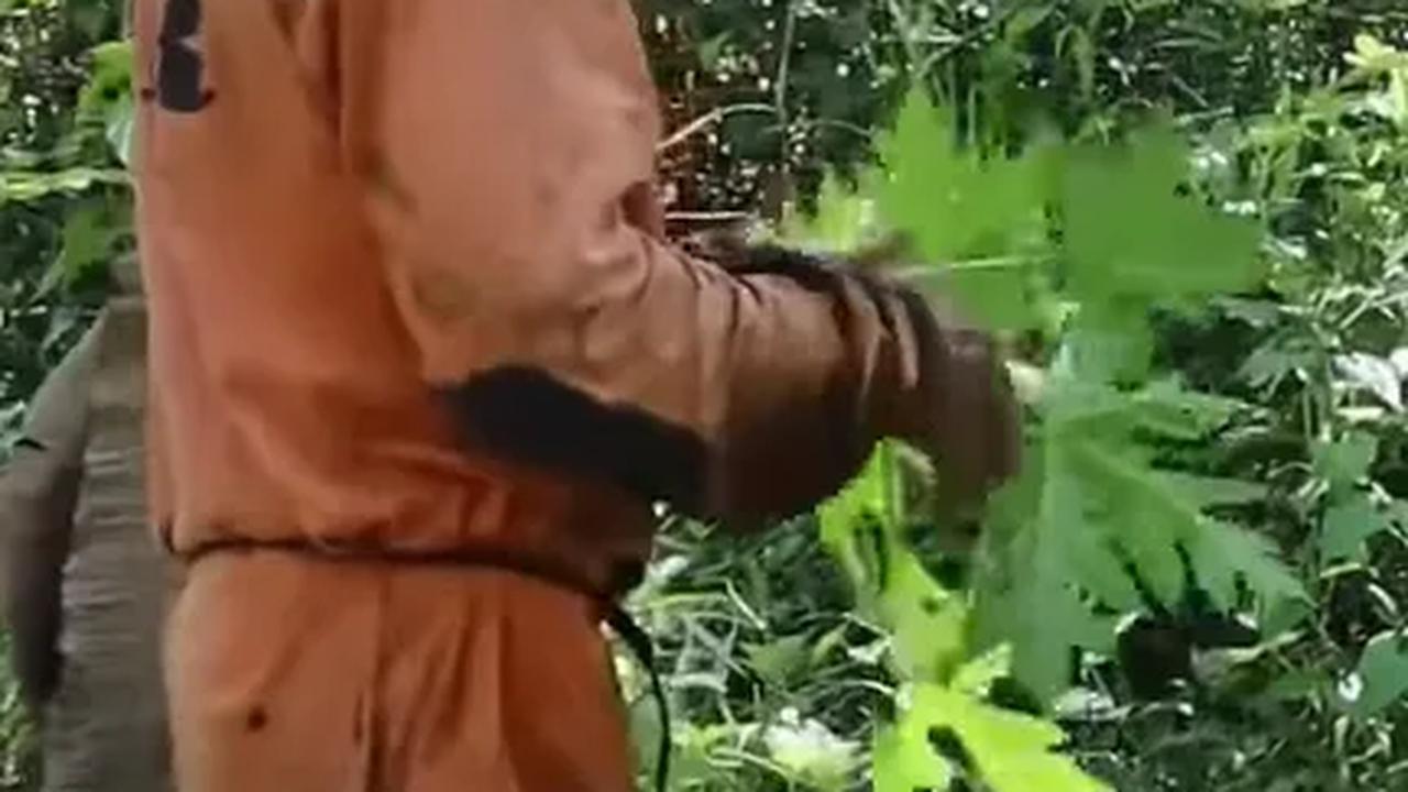 Berladang Jauh di Dalam Hutan, Petani Pangandaran Makan Ini Demi Bertahan Hidup