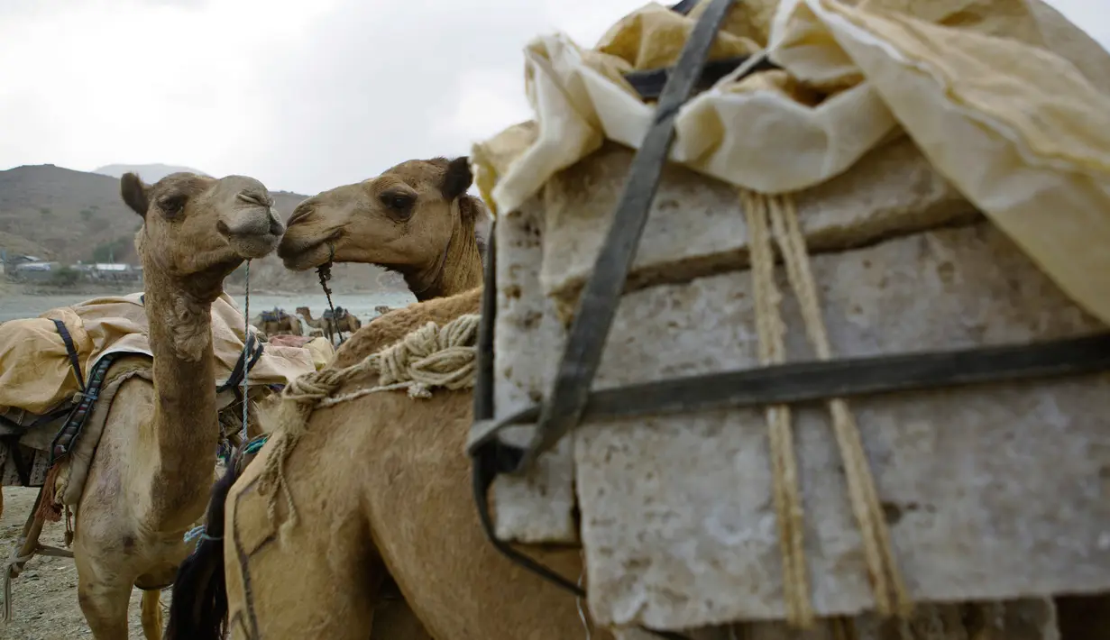 Unta mengangkut garam dari penambangan Danakil Depression yang akan di jual kepasar garam Berhale, Afar, Ethiopia (28/3). Setiap ekor sanggup membawa muatan 30 bongkahan garam yang masing-masing beratnya 4 kg. (AFP Photo/Zacharias Abubeker)