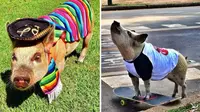 Tak mau kalah dengan manusia, babi ini selalu tampil stylish. Bahkan ia memiliki lebih dari 60 ribu follower di Instagram.