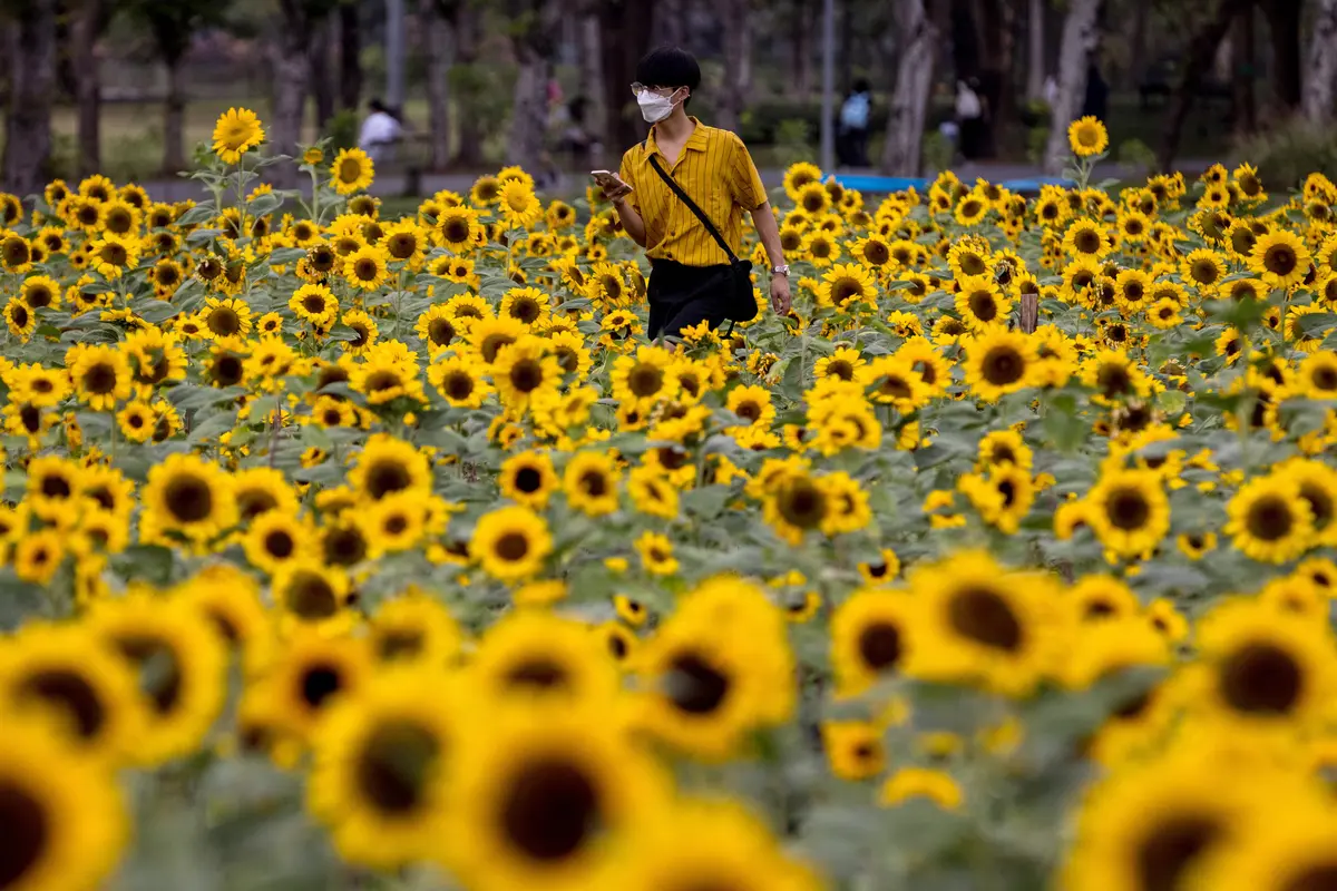 Wisata Ladang Bunga Matahari di Bangkok