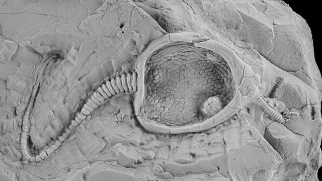 Robot Unik Mirip Makhluk Aneh Berusia 450 Juta Tahun