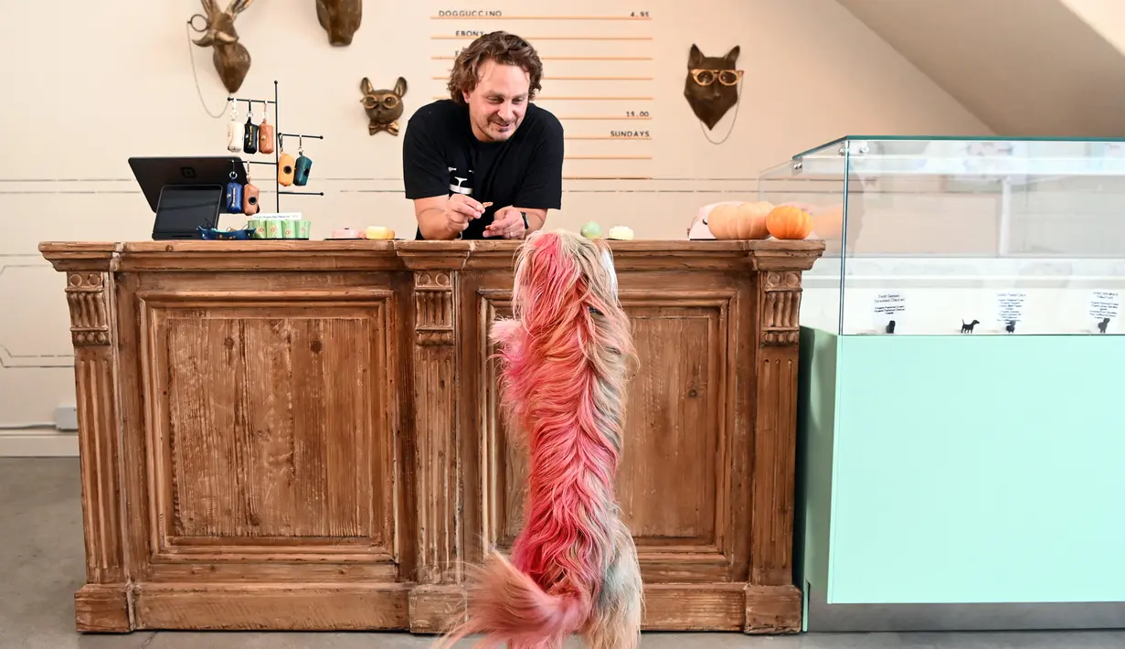 Rahmi Massarweh pemilik restoran untuk anjing Dogue melayani pelanggannya di San Francisco, California, Amerika Serikat, 5 Oktober 2022. Setiap makanan atau camilan disiapkan oleh pemiliknya, Rahmi Massarweh, seorang koki terampil yang selalu memberi makan keempat anjingnya makanan mentah yang segar. (JOSH EDELSON/AFP)