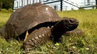 Potret kura-kura Jonathan yang saat ini berusia sekitar 190 tahun di St. Helena.  (dok. Guinness World Records)