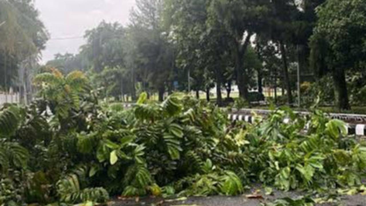 pohon tumbang di jalanan pemda bogor