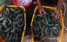 Fakta Mengejutkan: 41 UPI Terdampak, RI Tetap Bisa Ekspor Udang ke AS Meski Ada Pengetatan Impor