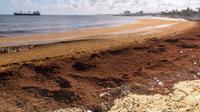 Sebuah kapal kargo melintas di depan rumput laut terapung yang dikenal sebagai sargassum yang mempengaruhi Pelabuhan San Souci, di sebelah muara sungai Osama di Santo Domingo, Republik Dominika, Jumat (5/5/2023). (Photo by Felix Leon / AFP)