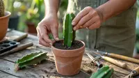 Cara Menanam Buah Naga dari Batang agar Cepat Berbuah untuk Pemula