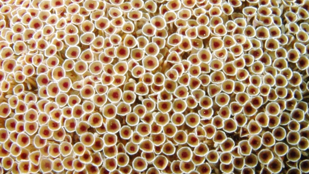 8. Landak Bunga<br>