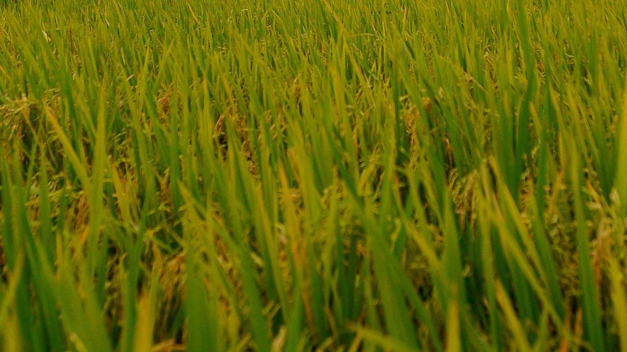 FOTO: Menikmati Sensasi Unik Kafe Pesawat di Tengah Sawah Kabupaten Trenggalek
