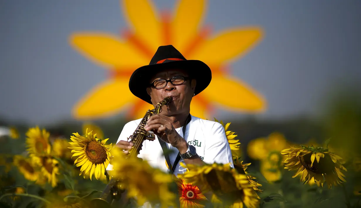 Seorang musisi bermain alat musik di tengah bunga matahari yang bermekaran di sebuah ladang di Bangkok, Thailand, Rabu (13/1/2016). (REUTERS / Athit Perawongmetha)