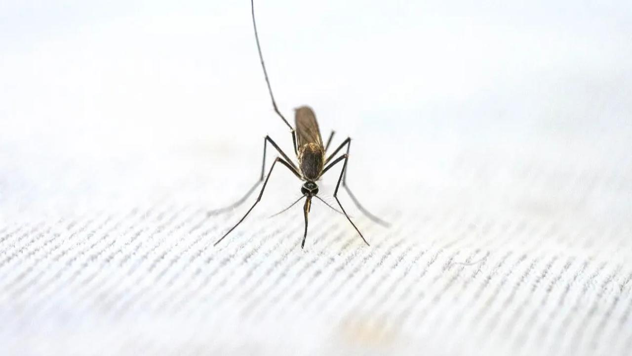Ketika wolbachia terdapat dalam telur nyamuk, maka bakteri ini akan diturunkan dari satu generasi nyamuk ke generasi berikutnya. <br>